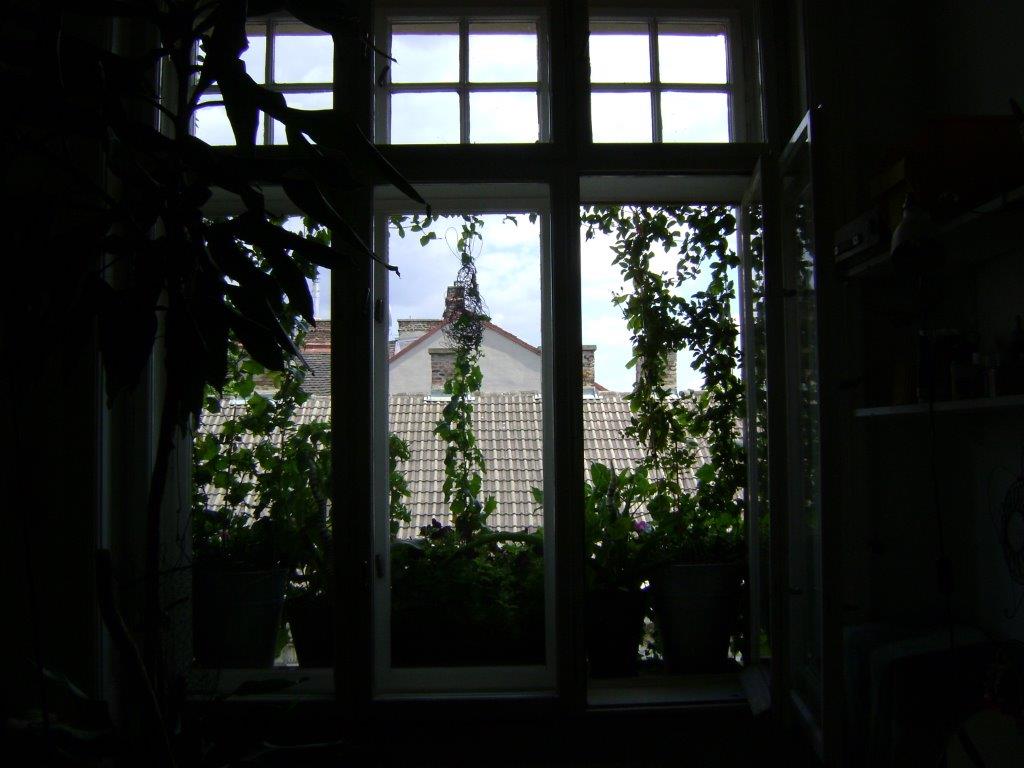 Fenstergarten_Kletterpflanzen